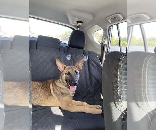 Medium Photo #1 Mutt Puppy For Sale in Imlay City, MI, USA