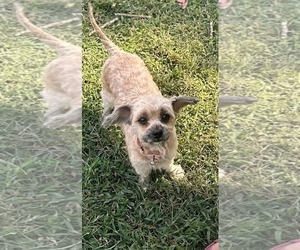 Shiranian Dogs for adoption in Oakhurst, NJ, USA