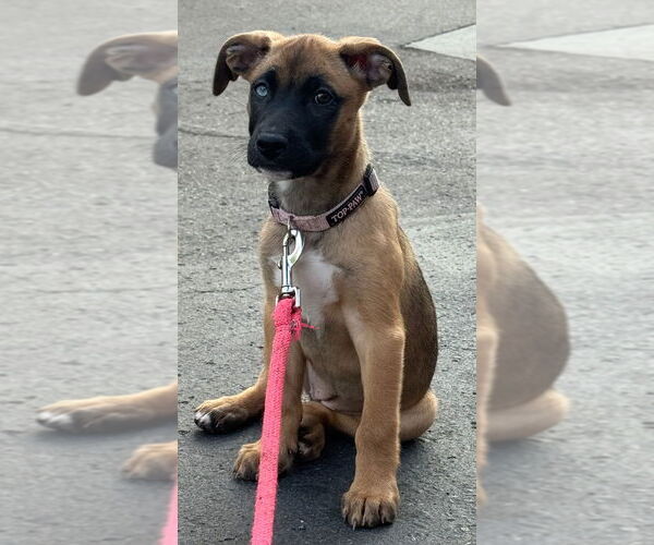 Medium Photo #2 Labrador Retriever-Unknown Mix Puppy For Sale in Dana Point, CA, USA