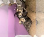 Small #6 Pekingese Mix