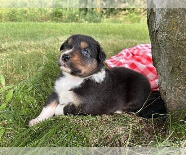 Medium Photo #10 Australian Shepherd Puppy For Sale in JEROMESVILLE, OH, USA
