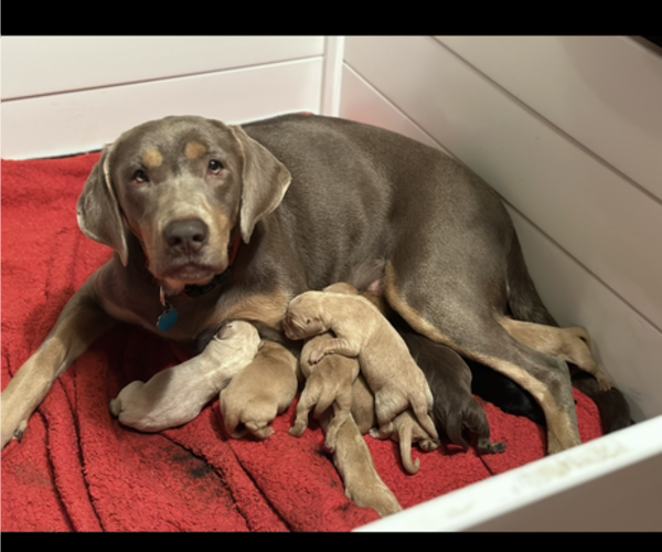 Medium Photo #1 Labrador Retriever Puppy For Sale in ELIZABETH, WV, USA