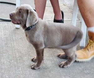 Labrador Retriever Puppy for sale in MAIZE, KS, USA