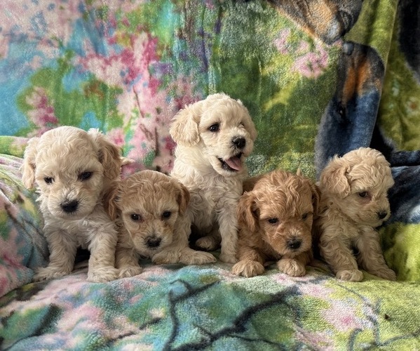 Medium Photo #4 Poodle (Miniature) Puppy For Sale in THORP, WI, USA
