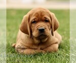 Small Labrador Retriever