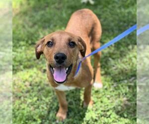 Labrador Retriever-Rhodesian Ridgeback Mix Dogs for adoption in Yardley, PA, USA