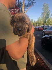 Cane Corso Puppy for sale in HILLSBORO, OR, USA