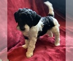 Small #6 Goldendoodle mix (+ Poodle Miniature)