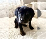 Small #1 Labrador Retriever Mix