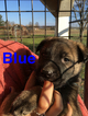 Small Photo #8 German Shepherd Dog Puppy For Sale in BROOKEVILLE, MD, USA