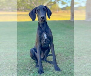 Great Dane Dogs for adoption in PIPE CREEK, TX, USA