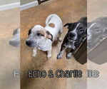 Small #2 American Pit Bull Terrier-Catahoula Leopard Dog Mix
