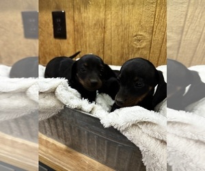 Dachshund Puppy for sale in CONCORDIA, MO, USA
