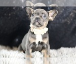 Puppy Pennellope AKC French Bulldog