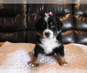 Bernese Mountain Dog Puppy for sale in POUND, VA, USA