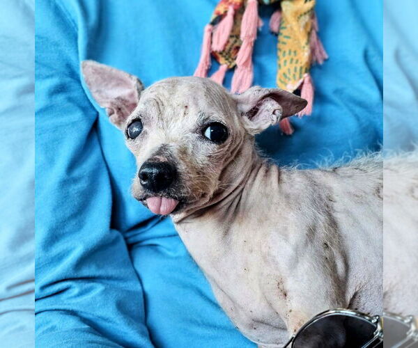 Medium Photo #1 Mutt Puppy For Sale in Vail, AZ, USA