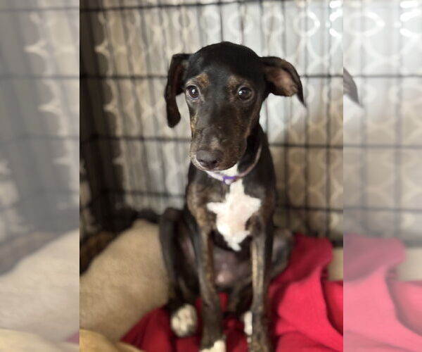 Medium Photo #3 Labrador Retriever-Unknown Mix Puppy For Sale in Sanford, FL, USA