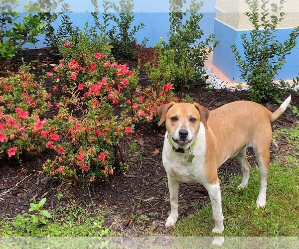 Medium Photo #2 Beagle-Unknown Mix Puppy For Sale in Sanford, FL, USA