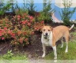 Small Photo #2 Beagle-Unknown Mix Puppy For Sale in Sanford, FL, USA