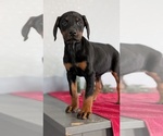 Small Photo #78 Doberman Pinscher Puppy For Sale in GOSHEN, IN, USA