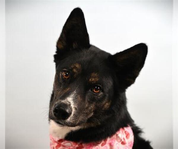 Medium Photo #1 Border Collie-Unknown Mix Puppy For Sale in Fort Collins, CO, USA