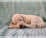Small #5 Poodle (Standard)