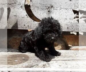 YorkiePoo Puppy for sale in RISING SUN, MD, USA