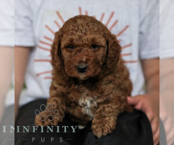 Medium Photo #5 Goldendoodle (Miniature) Puppy For Sale in LANCASTER, PA, USA
