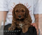 Small #4 Goldendoodle (Miniature)