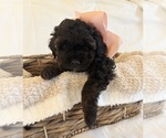 Small Photo #110 Miniature Bernedoodle Puppy For Sale in AUBURNDALE, FL, USA
