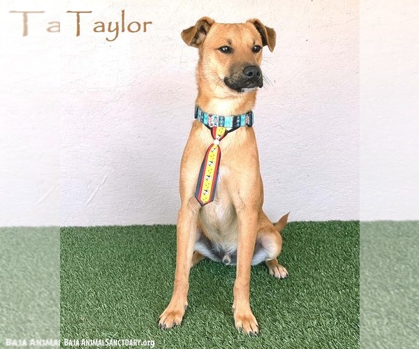 Medium Photo #1 Chinook-Unknown Mix Puppy For Sale in San Diego, CA, USA