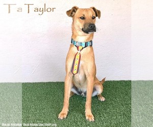 Chinook-Unknown Mix Dogs for adoption in San Diego, CA, USA