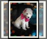 Small Photo #191 Sheepadoodle Puppy For Sale in RIALTO, CA, USA