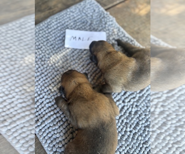Medium Photo #2 Belgian Malinois Puppy For Sale in WHITAKERS, NC, USA