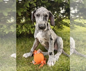 Great Dane Puppy for sale in MIDDLEBURY, IN, USA