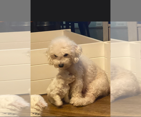 Medium Photo #1 Bichon Frise Puppy For Sale in TUSCALOOSA, AL, USA