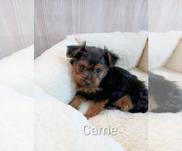 Medium Photo #1 Yorkshire Terrier Puppy For Sale in ROSEBUSH, MI, USA