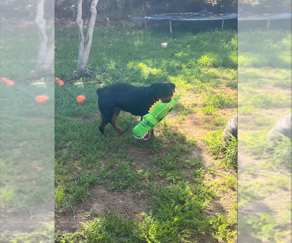 Medium Photo #5 Rottweiler Puppy For Sale in San Diego, CA, USA