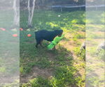 Small #4 Rottweiler