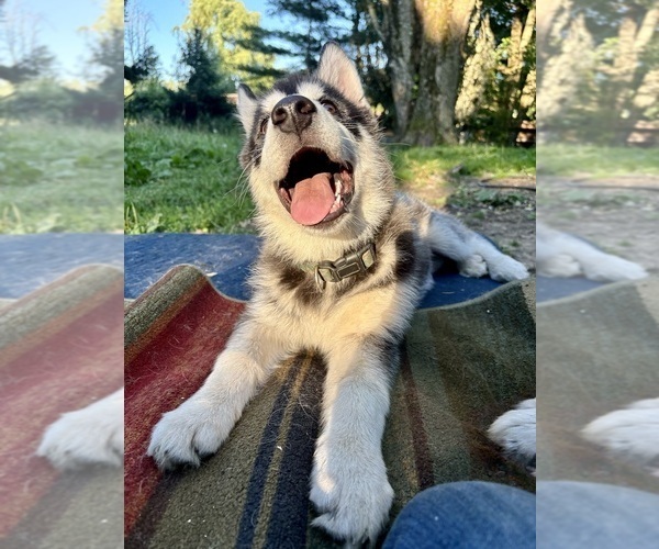 Medium Photo #2 Alaskan Husky-Alaskan Malamute Mix Puppy For Sale in CANASTOTA, NY, USA