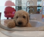 Small #2 Shepadoodle