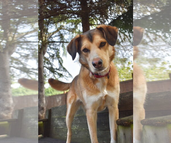 Medium Photo #1 Siberian Husky-Unknown Mix Puppy For Sale in Sequim, WA, USA