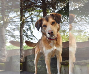 Siberian Husky-Unknown Mix Dogs for adoption in Sequim, WA, USA