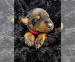 Puppy 9 Doberman Pinscher