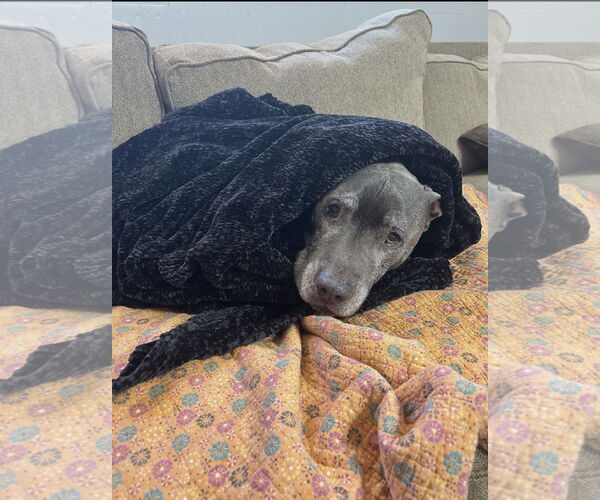 Medium Photo #3 American Pit Bull Terrier-Labrador Retriever Mix Puppy For Sale in Ball Ground, GA, USA