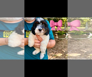 Springerdoodle Puppy for sale in TIMMONSVILLE, SC, USA