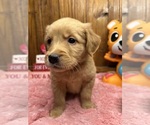 Small Photo #4 Golden Retriever Puppy For Sale in NEOLA, WV, USA