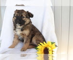 Small Photo #4 Boxer-Norwegian Elkhound Mix Puppy For Sale in SHILOH, OH, USA