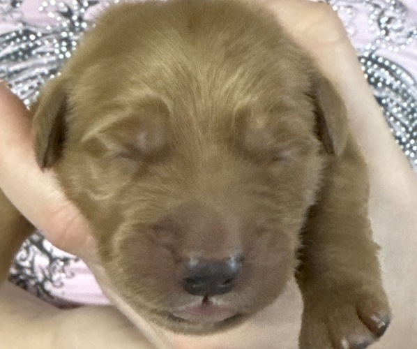 Medium Photo #5 Golden Retriever-Red Heeler Mix Puppy For Sale in DEERFIELD BEACH, FL, USA