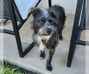 Mutt Dogs for adoption in Princeton, MN, USA